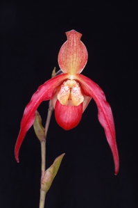 Phragmipedium Fliquet Ann's Candy AM/AOS 80 pts.